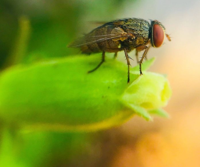 Как да се отървете от плодовите мушици