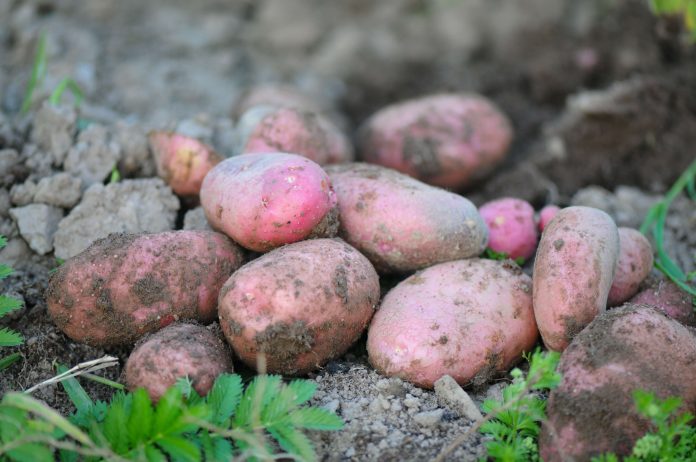 Вземете семе за лилави картофи