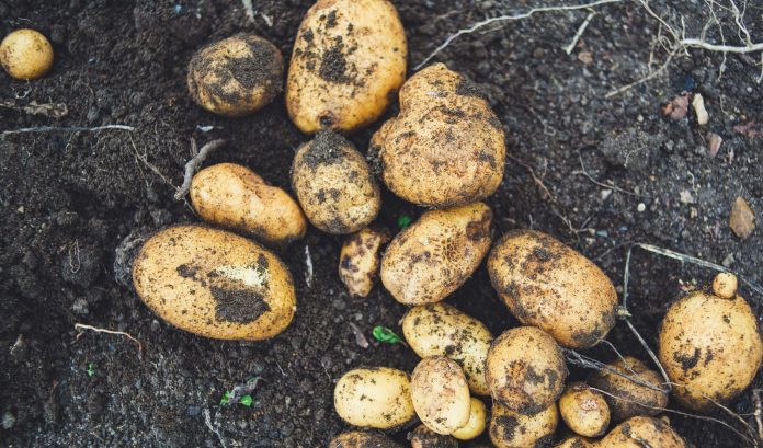 сеитбата на ранните картофи