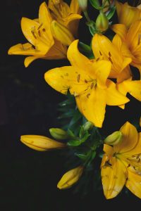 жълти цветя