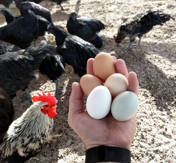 Защо кокошките си ядат яйцата