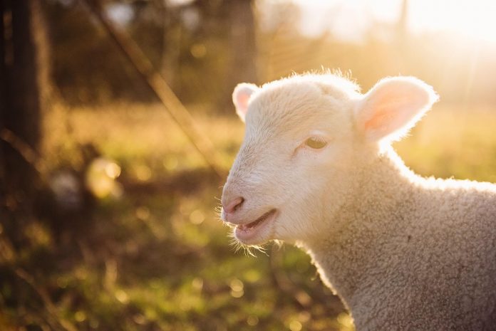 Как се нарича кръстоска между коза и овца