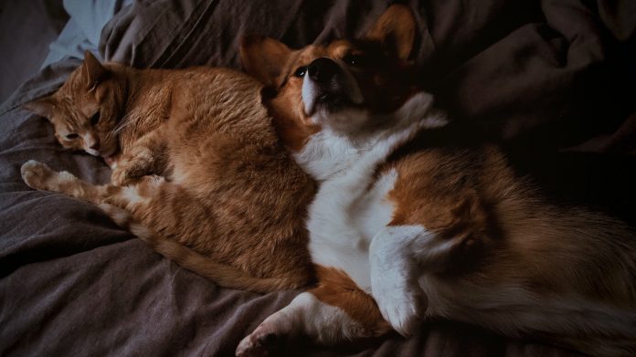Възможна ли е кръстоска между куче и котка
